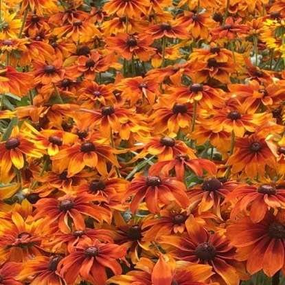 Picture of Rudbeckia - Autumn Colours